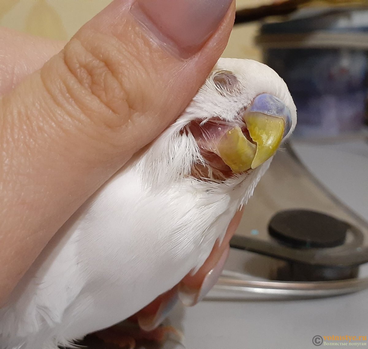 Нарост на клюве у волнистого попугая