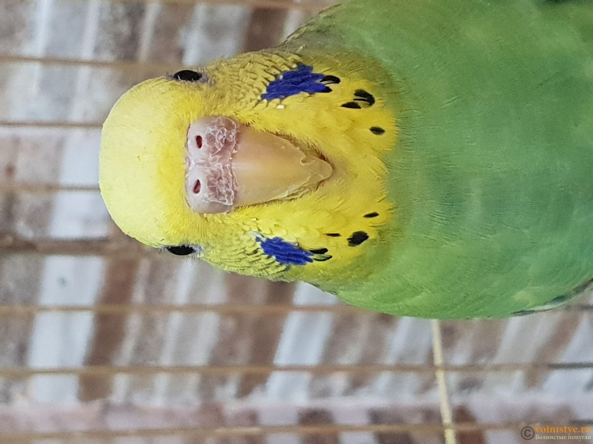 Наросты на клюве Амазона