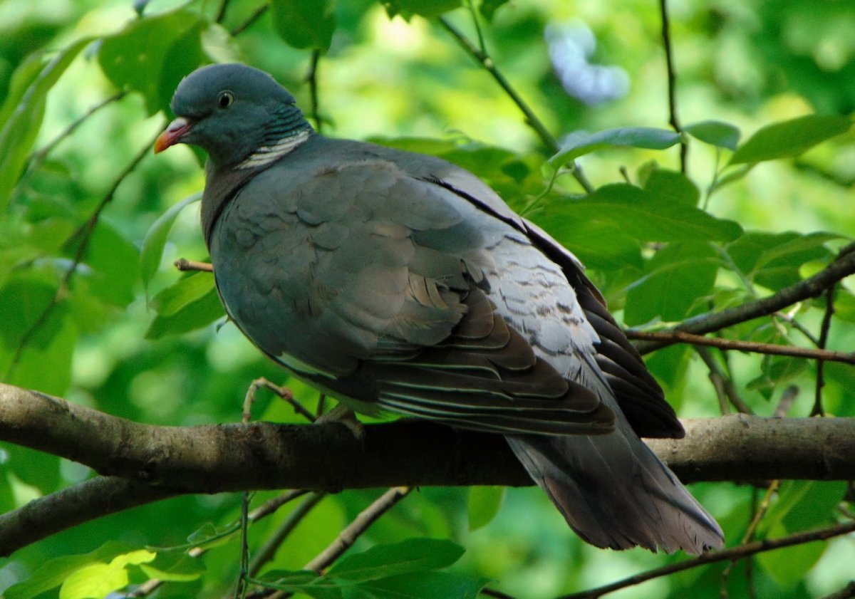 Птицы Ростова на Дону