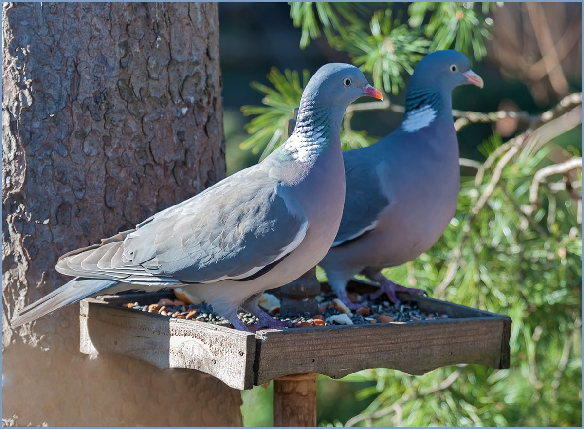 Вяхирь и сизый голубь