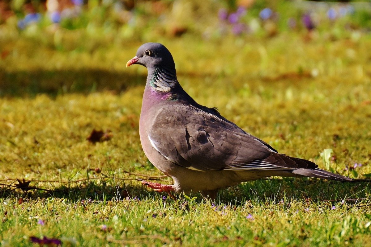 Лесные голуби в Подмосковье