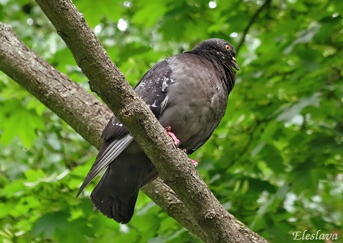 Охотина вяхиря