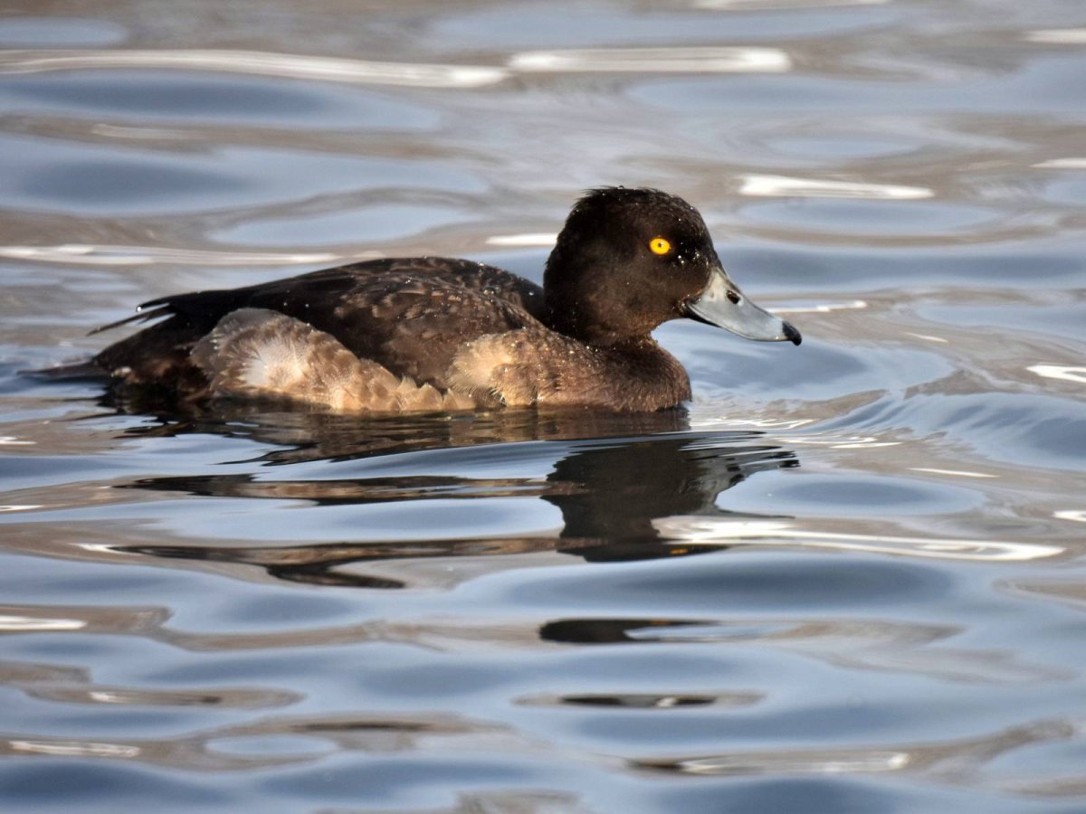 Хохлатая чернеть