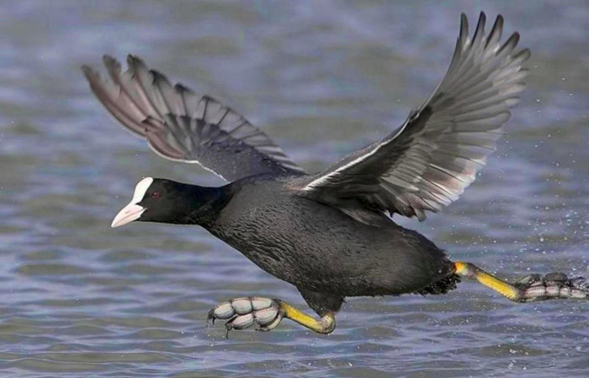 Дикая утка лысуха