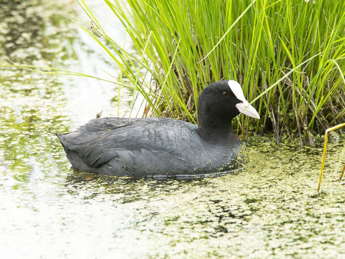 Черная лысуха