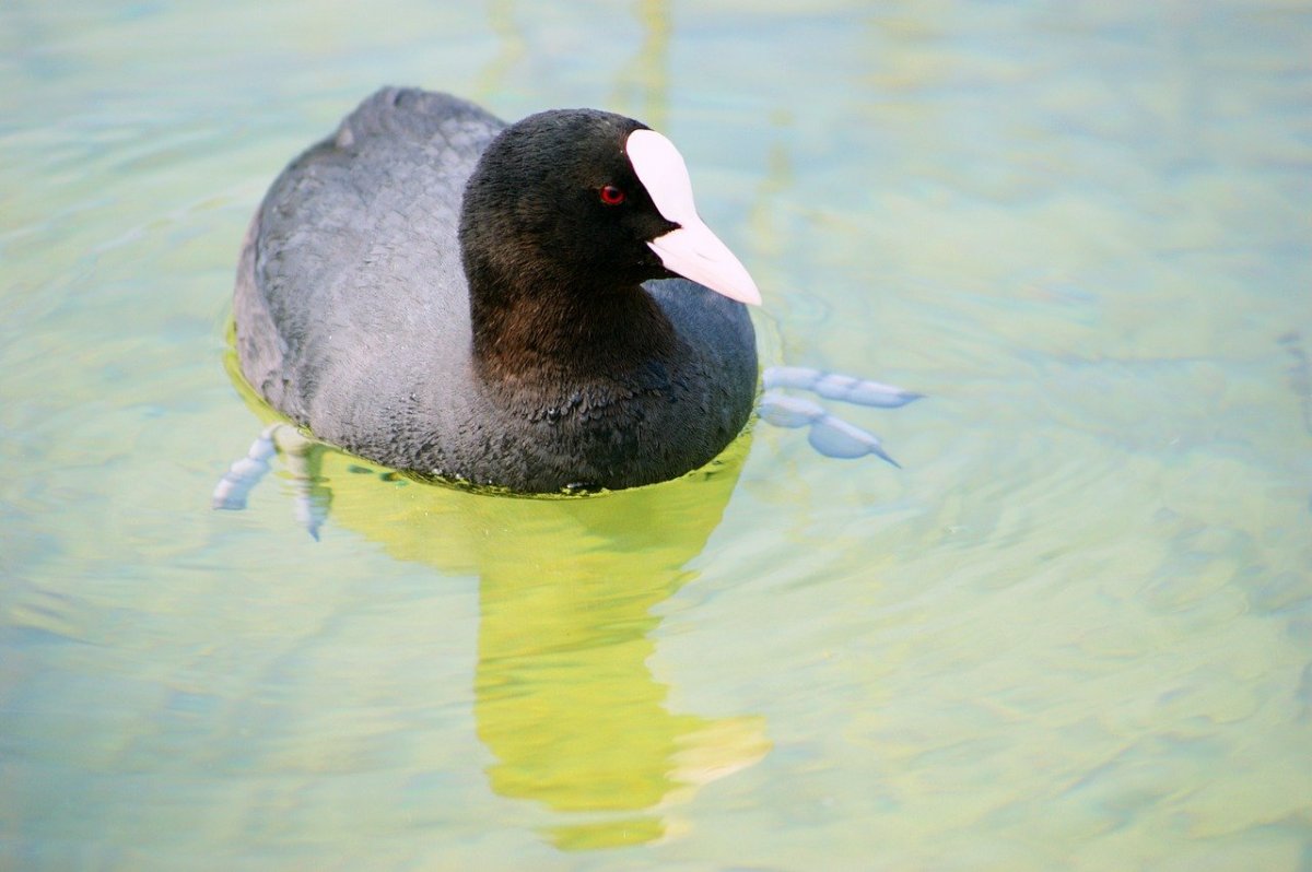 Водоплавающие птицы Гаги