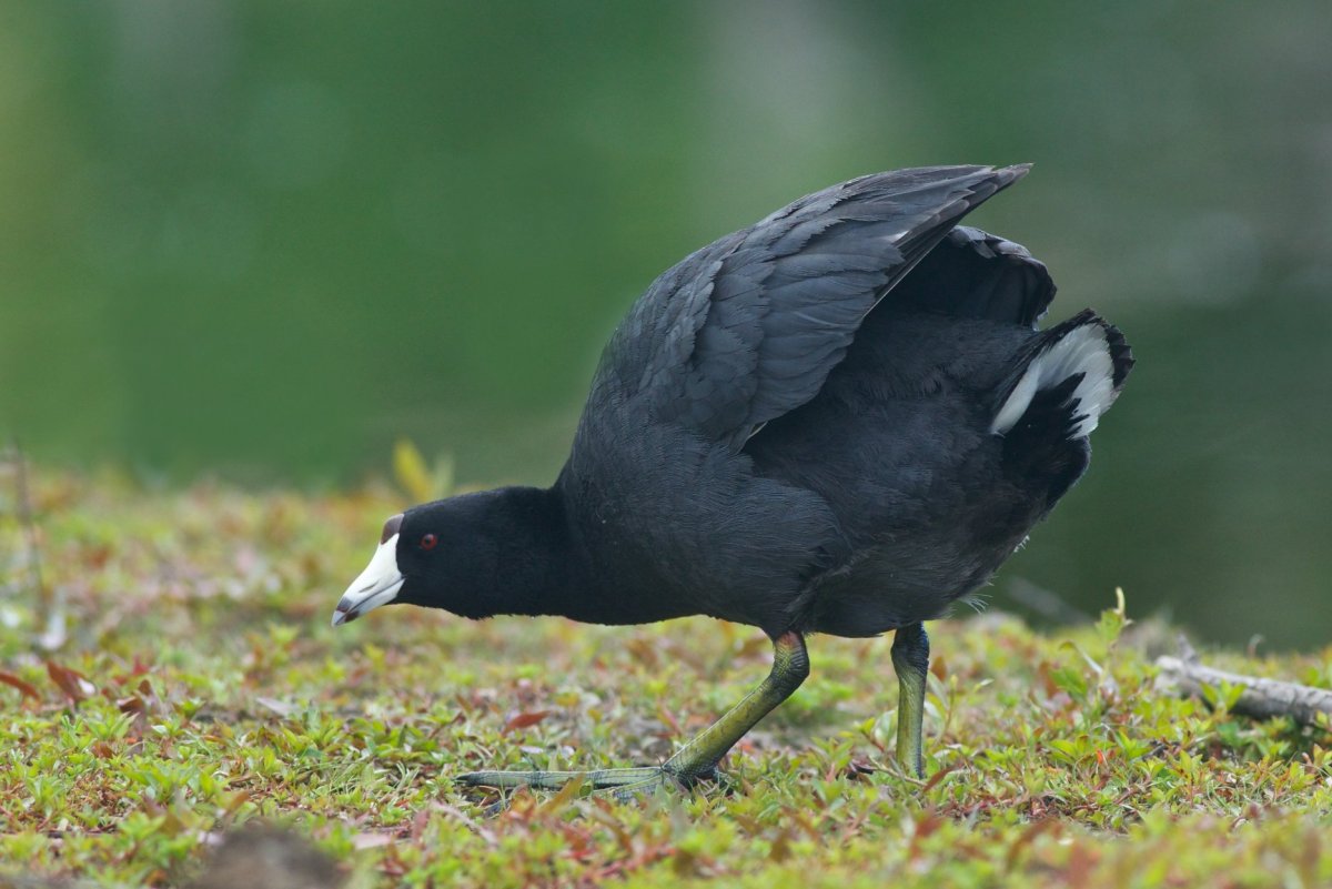 Американская лысуха лапки