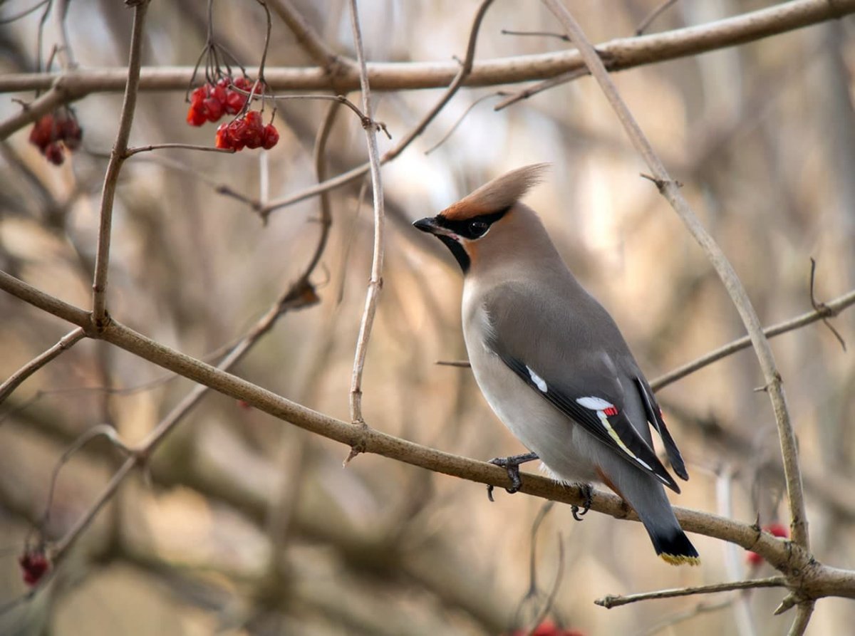 Свиристель Перелетная