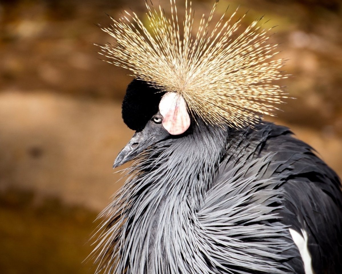 Венценосный журавль хохолок