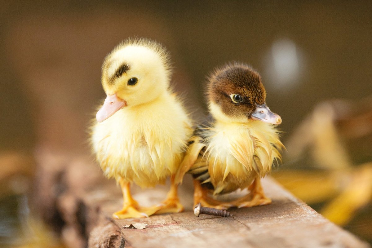 Милые уточки