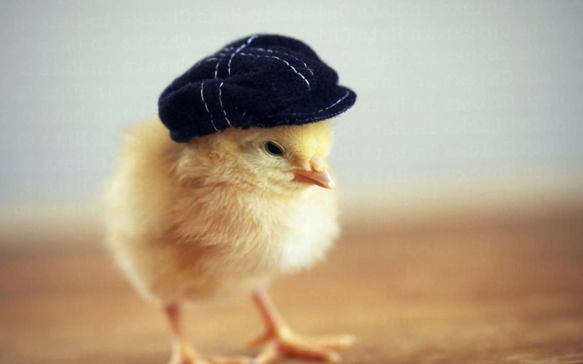 Желтый цыпленок