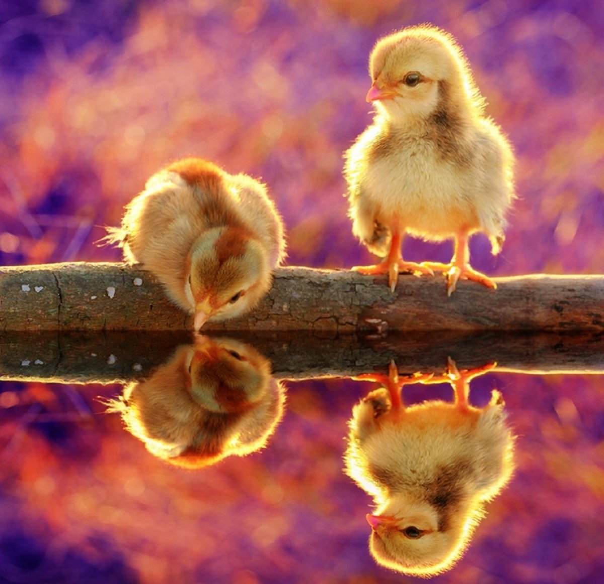 Пушистый цыпленок