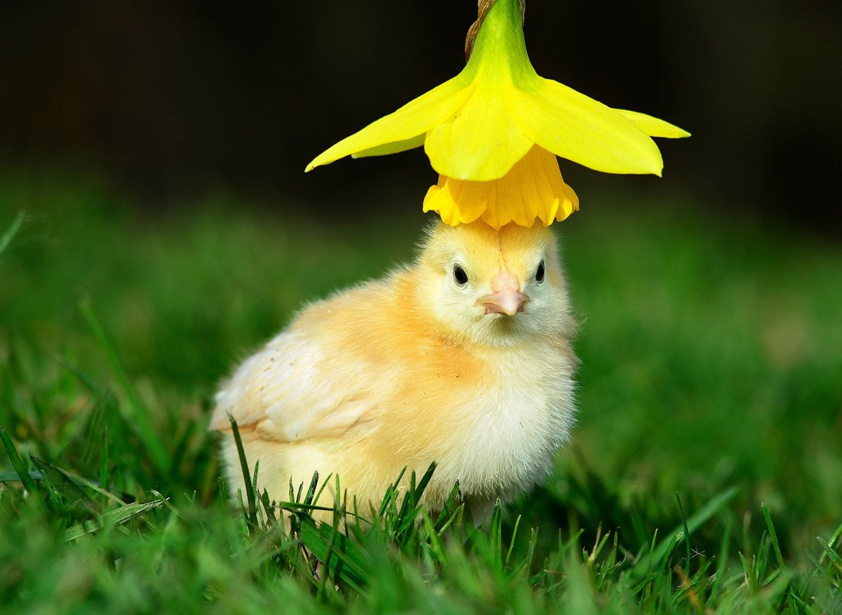 Милый цыпленок