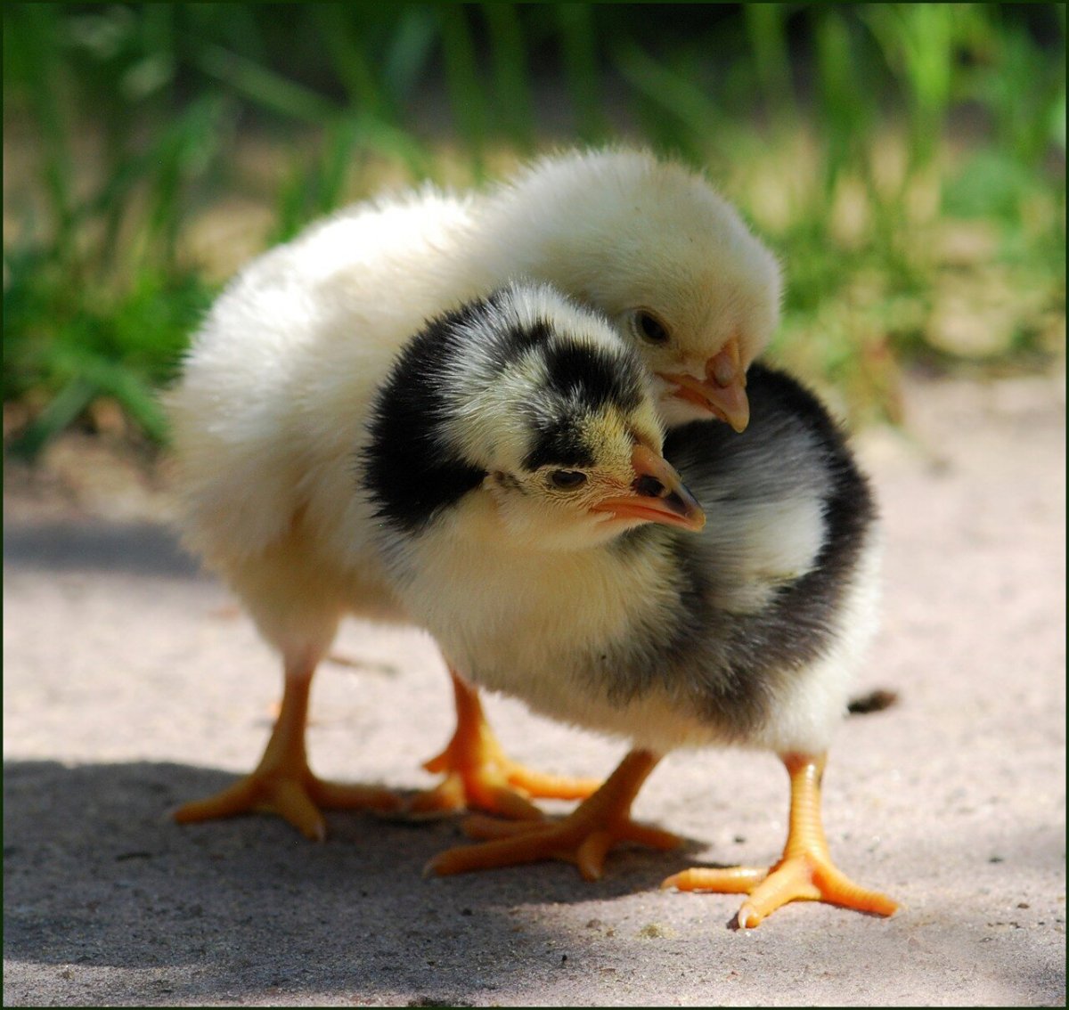 Уточка спит