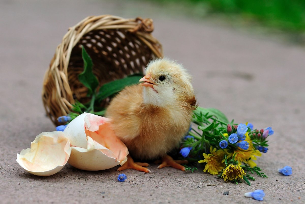 Милые курочки