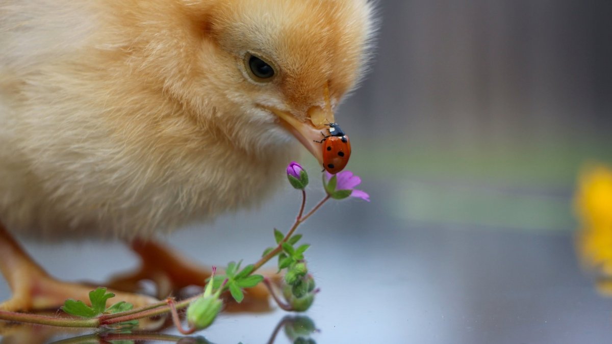 Маленькие цыплята