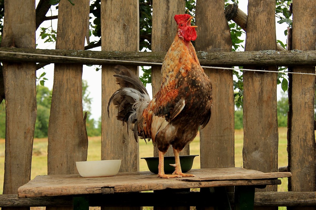 Петух деревенский