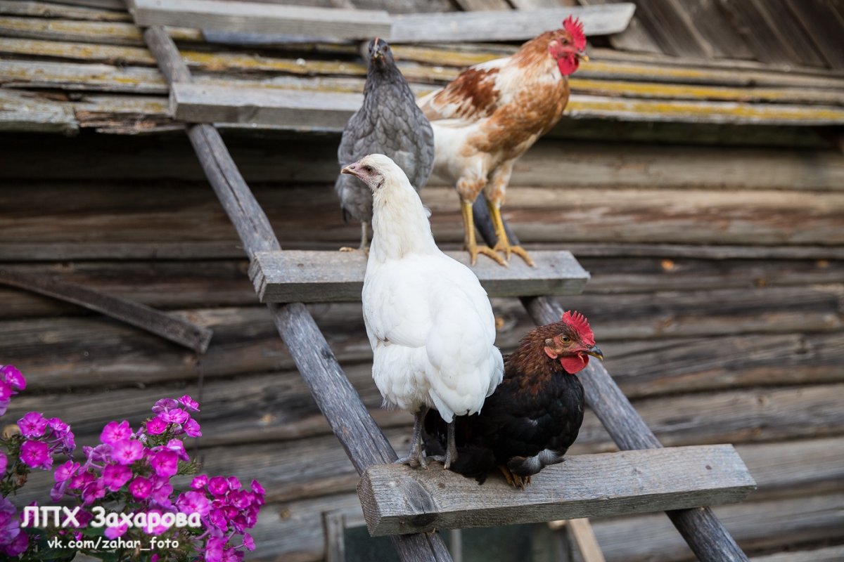 Куры в деревне