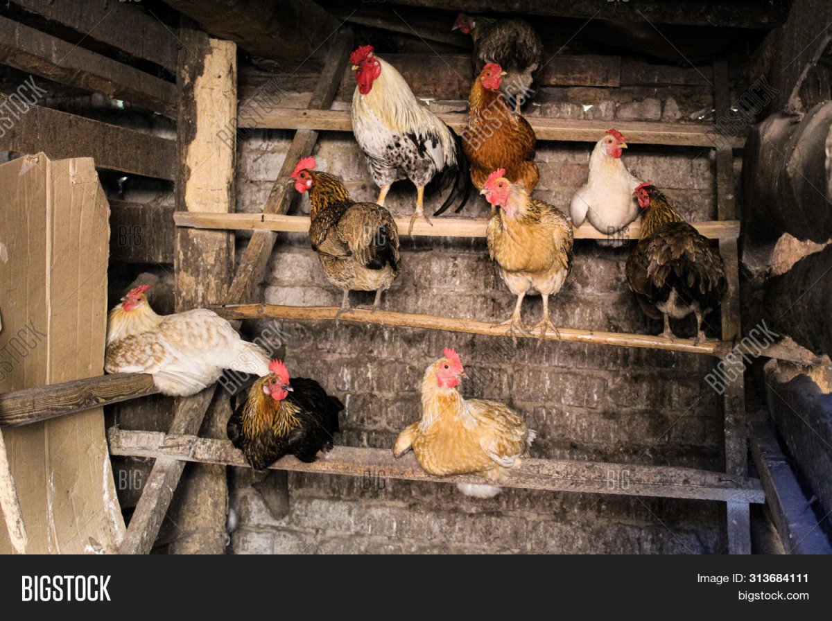 Петух в курятнике