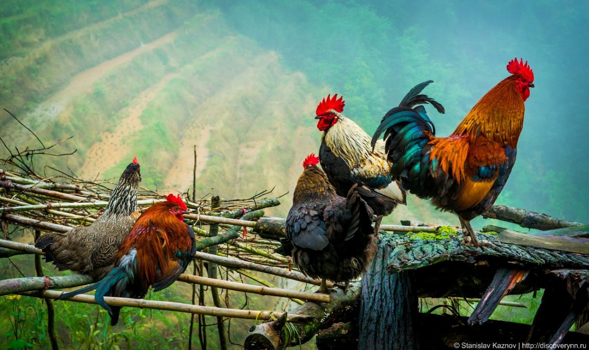 Петух на заборе