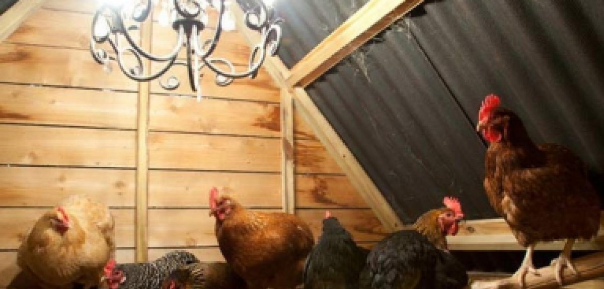 Курица на насесте