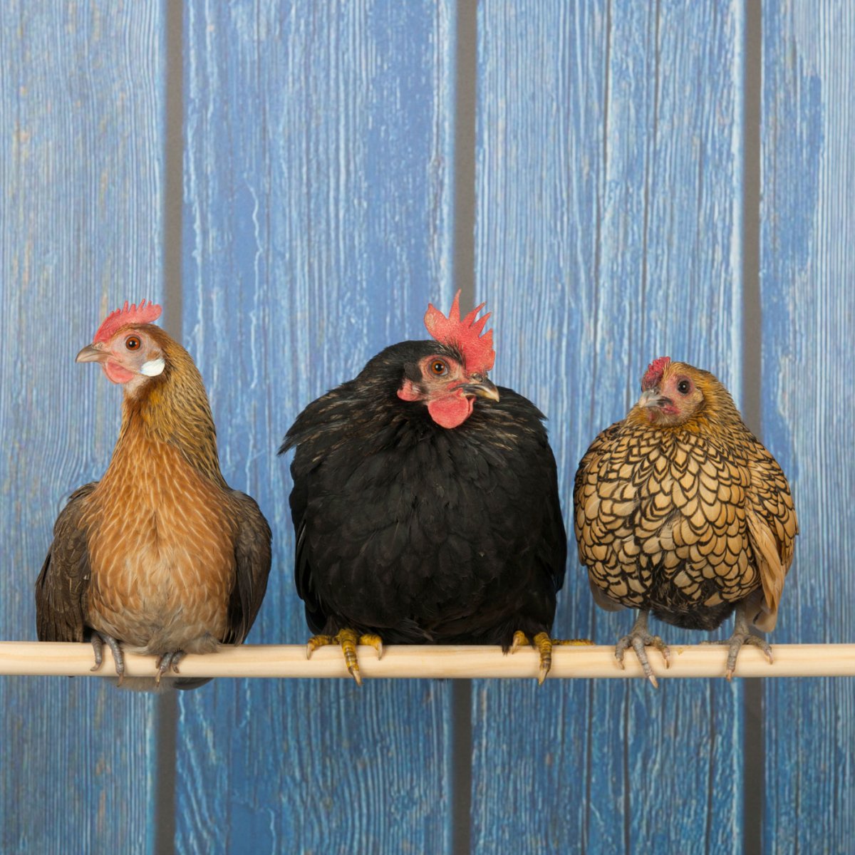 Куры на насесте