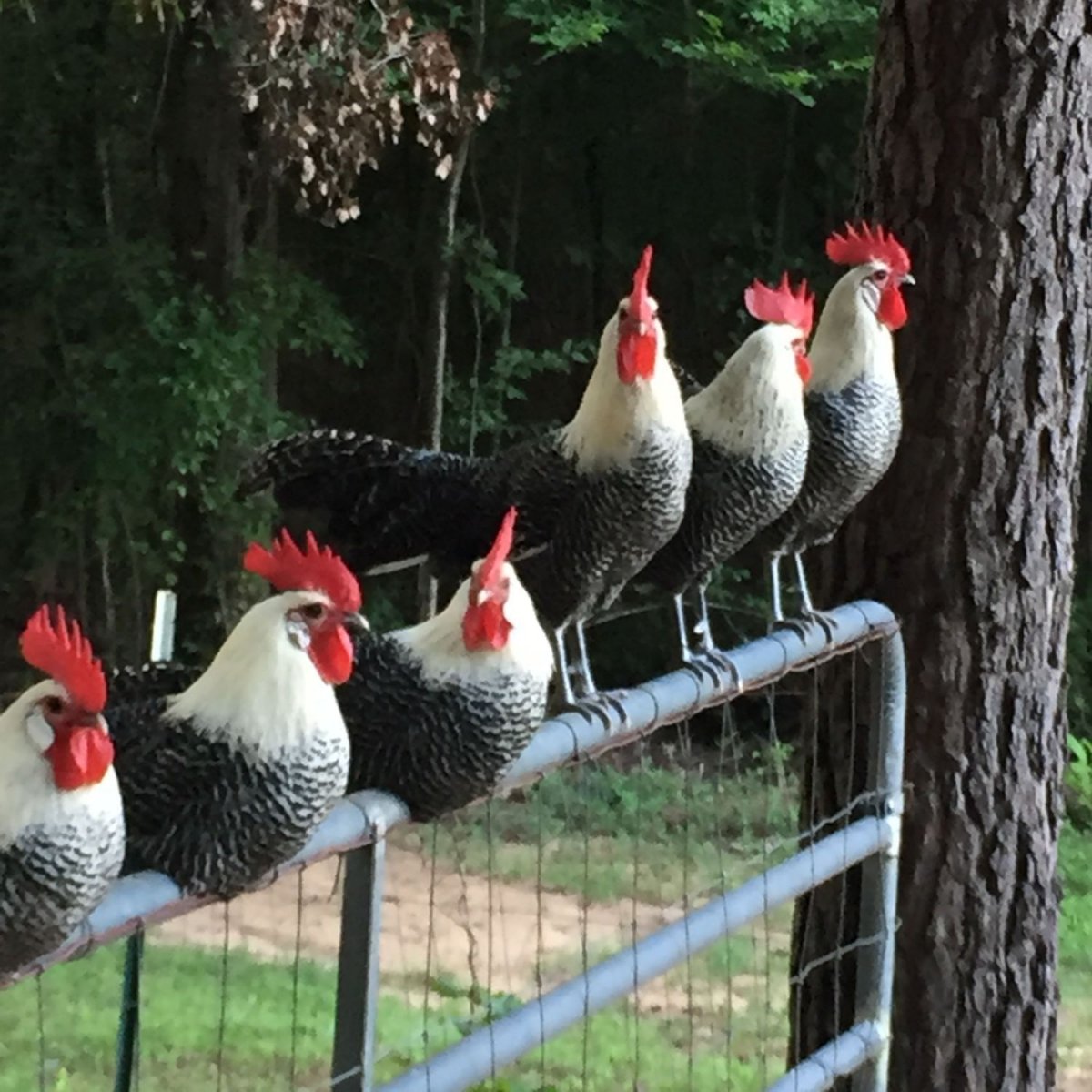 Насест для птиц