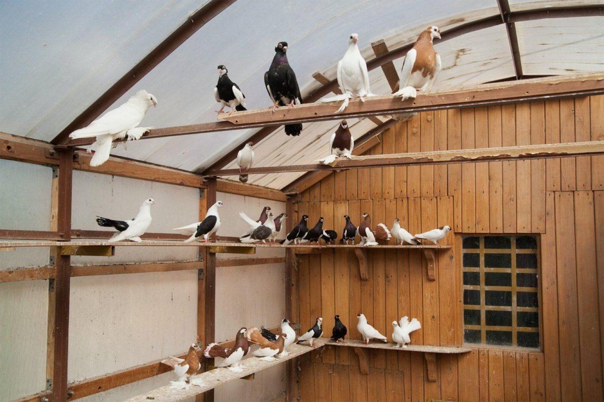 Курицы в курятнике