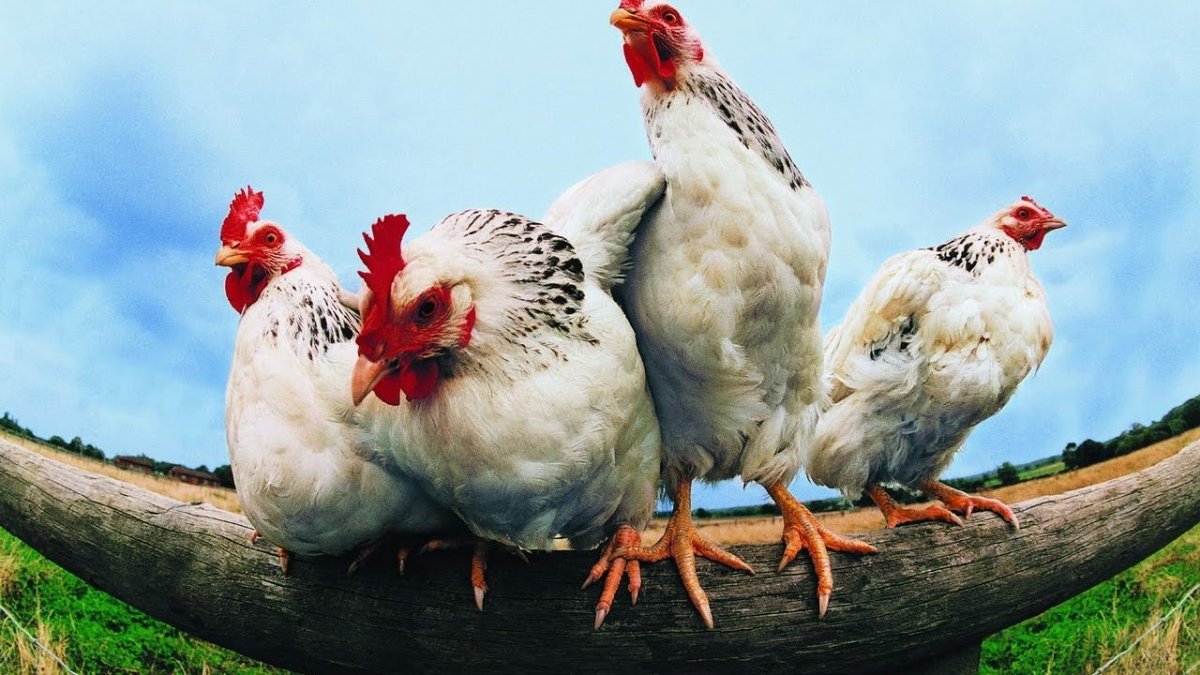 Веселые куры