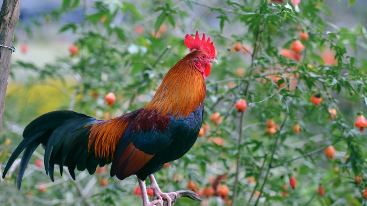 Красивый петух