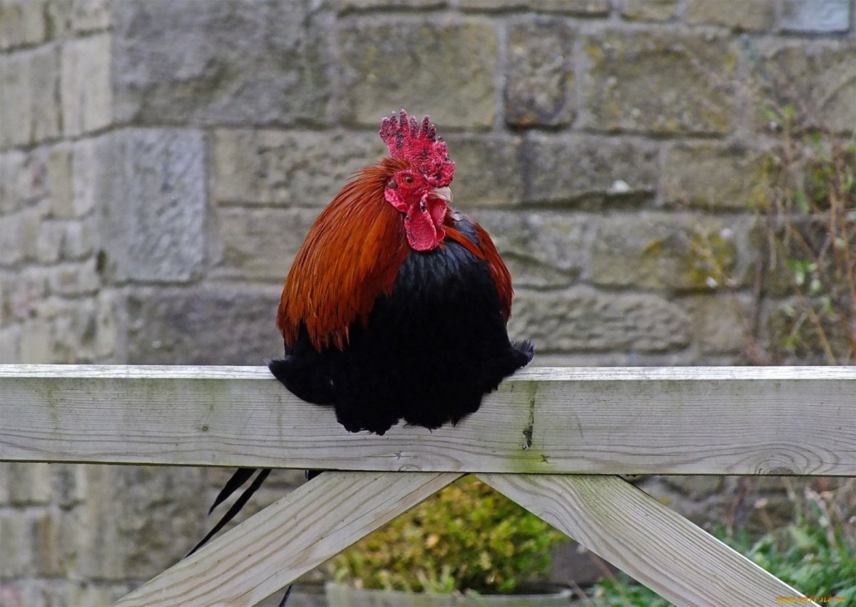 Петух на жердочке