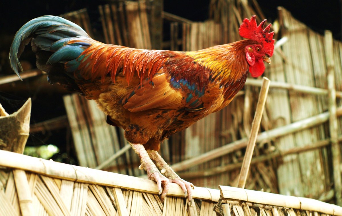 Куры в курятнике