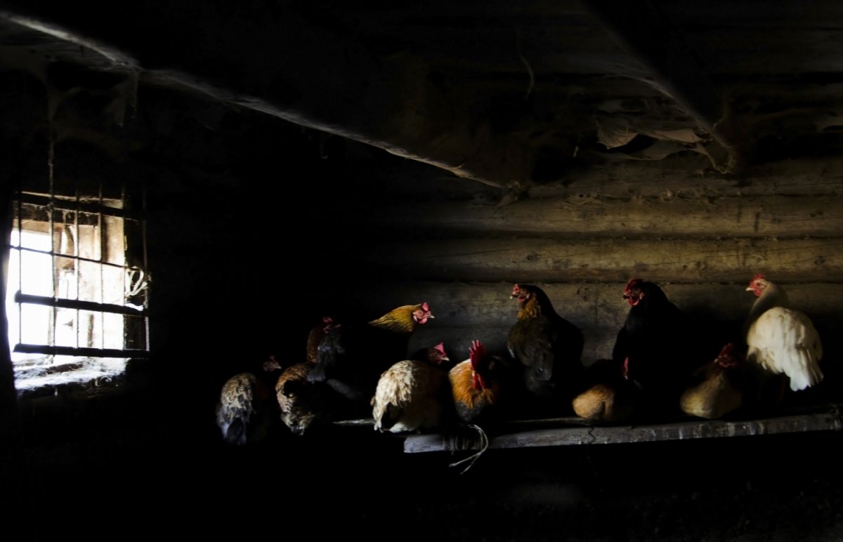 Домашние куры и петухи