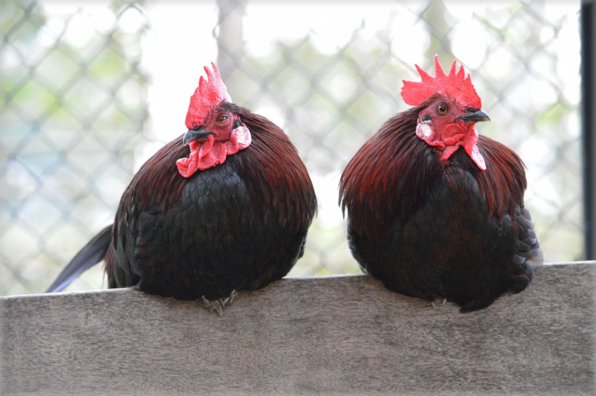 Рыжий петух