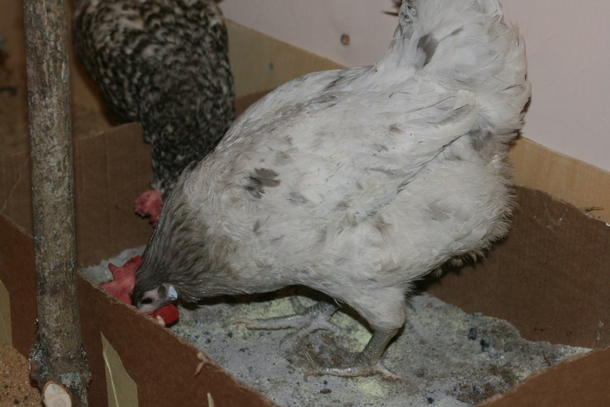 Куры голубая Аврора