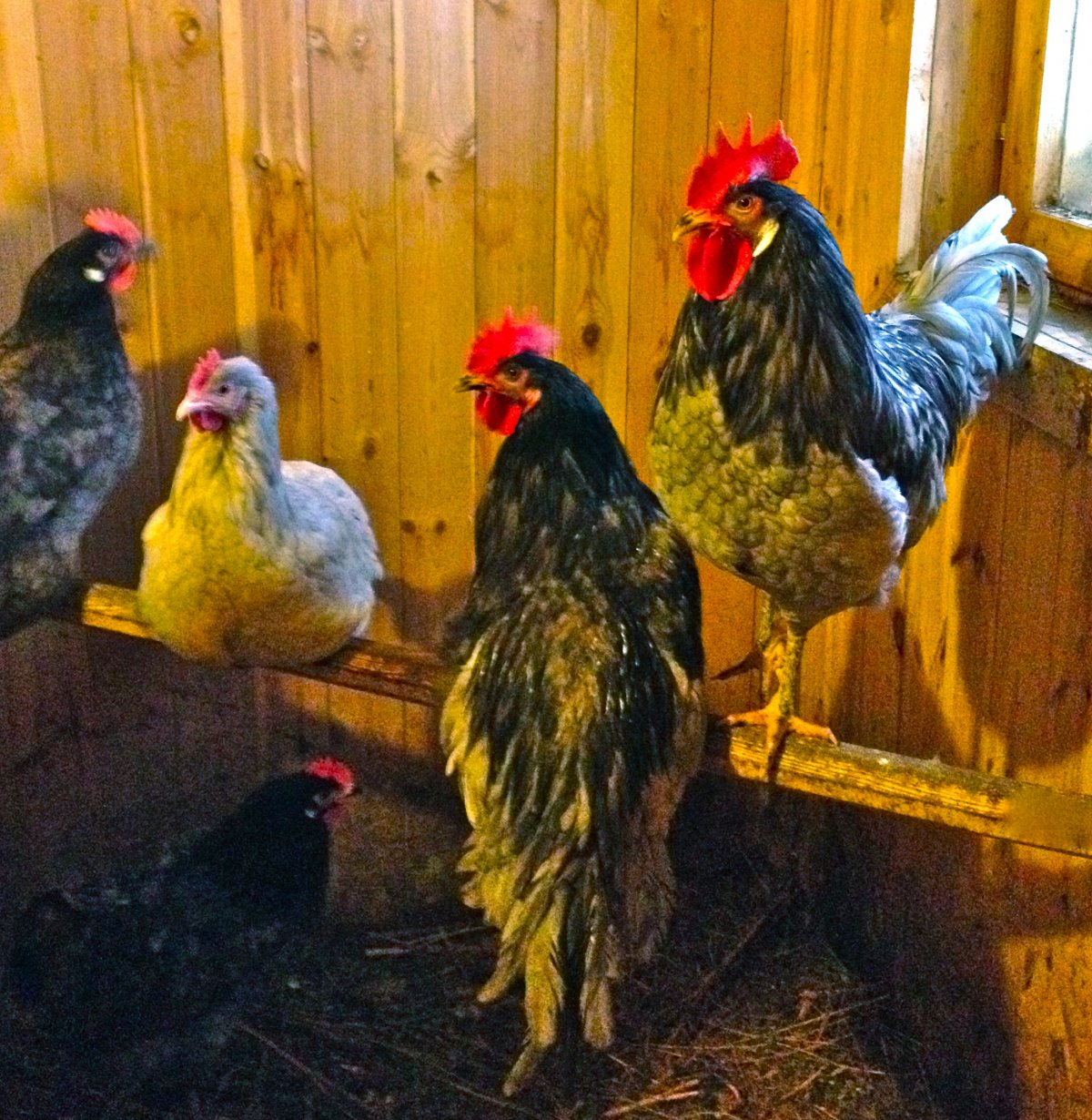 Куры породы Аврора голубая