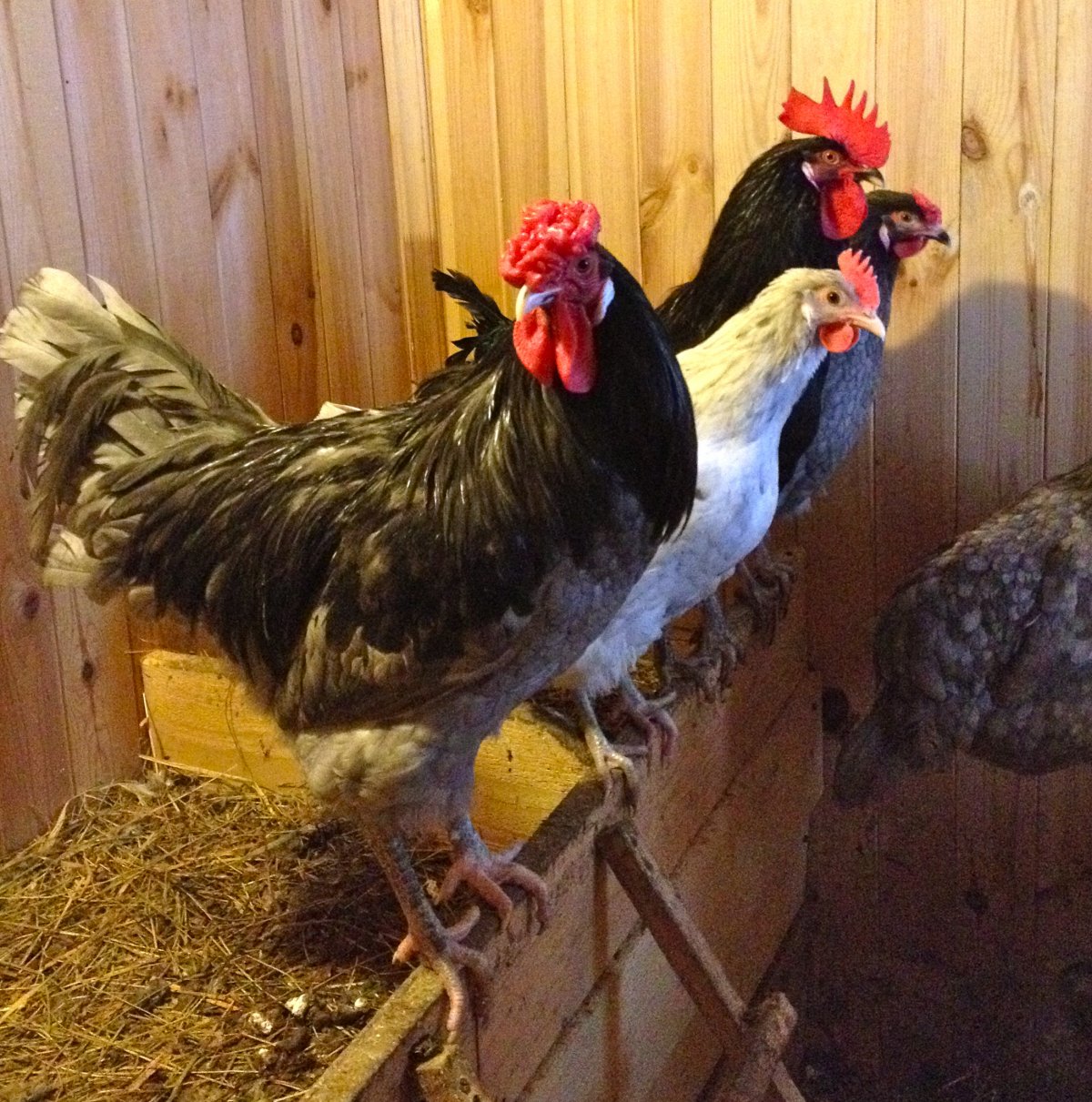 Аврора голубая порода кур