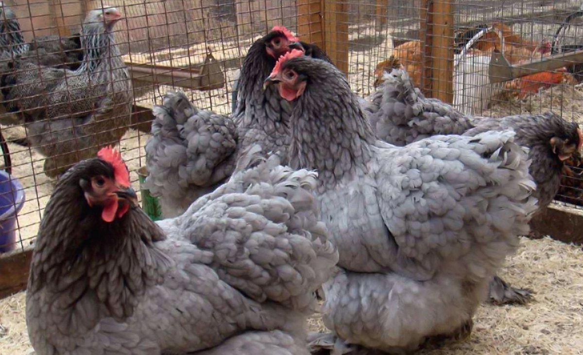 Брама Орпингтон и кохинхин