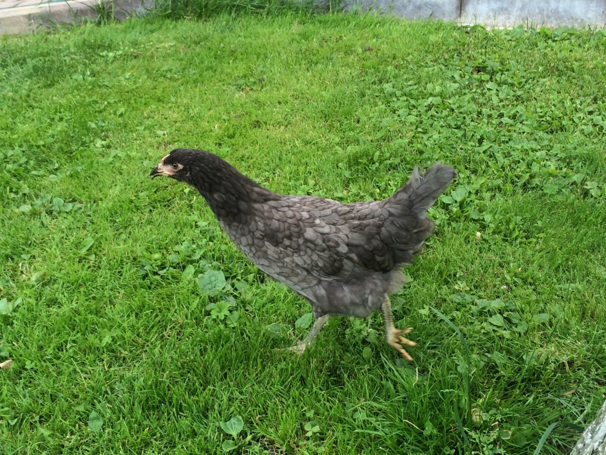 Андалузская голубая