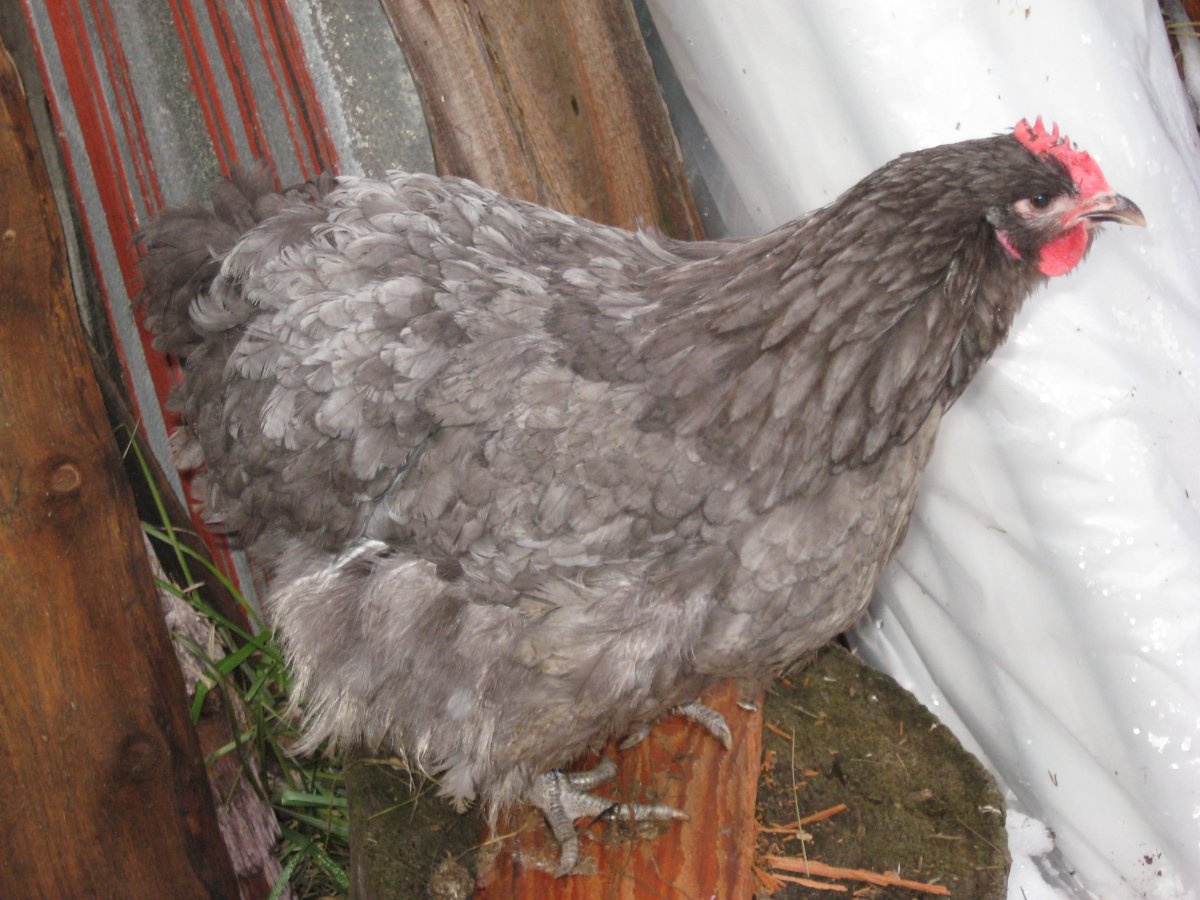 Орпингтон голубой мрамор