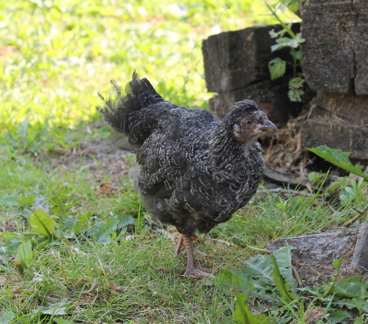 Андалузская голубая цыплята