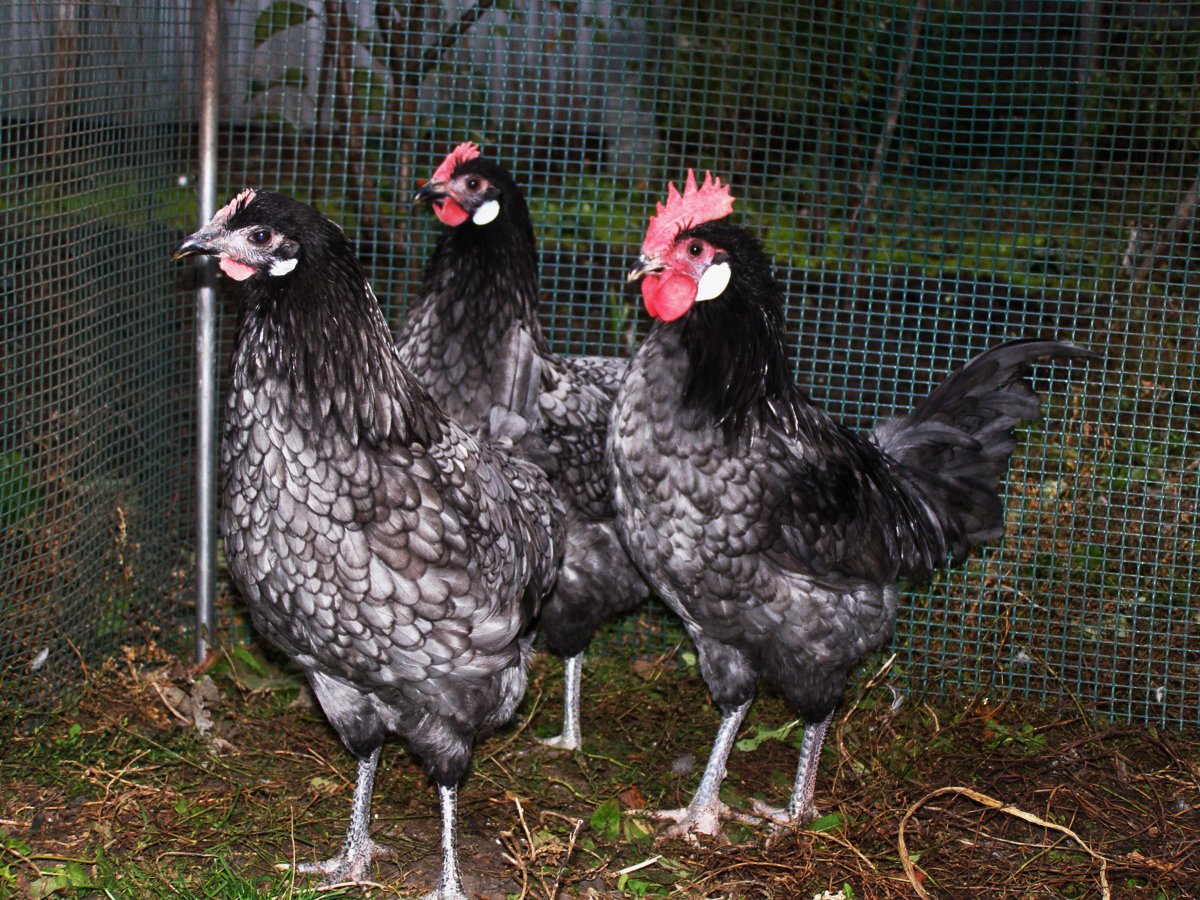 Андалузская голубая курица