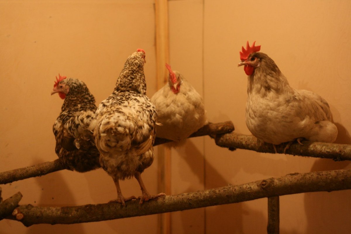 Аврора голубая порода кур