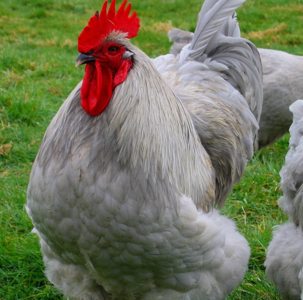 Орпингтоны куры