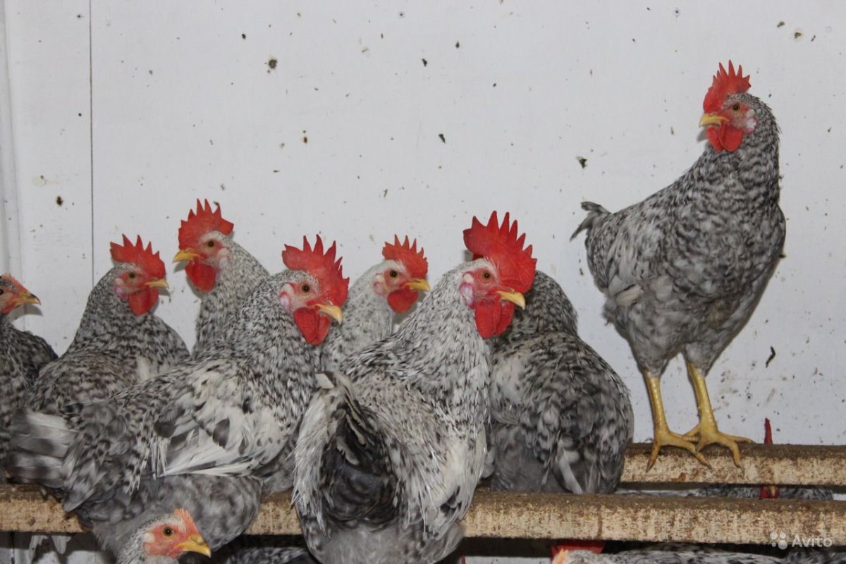 Леггорн серебро