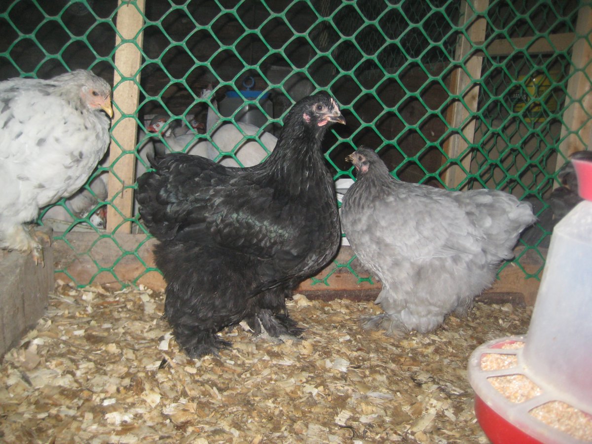 Австралорп белый