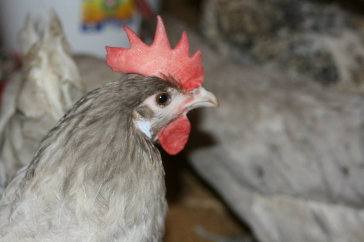 Аврора голубая цыплята