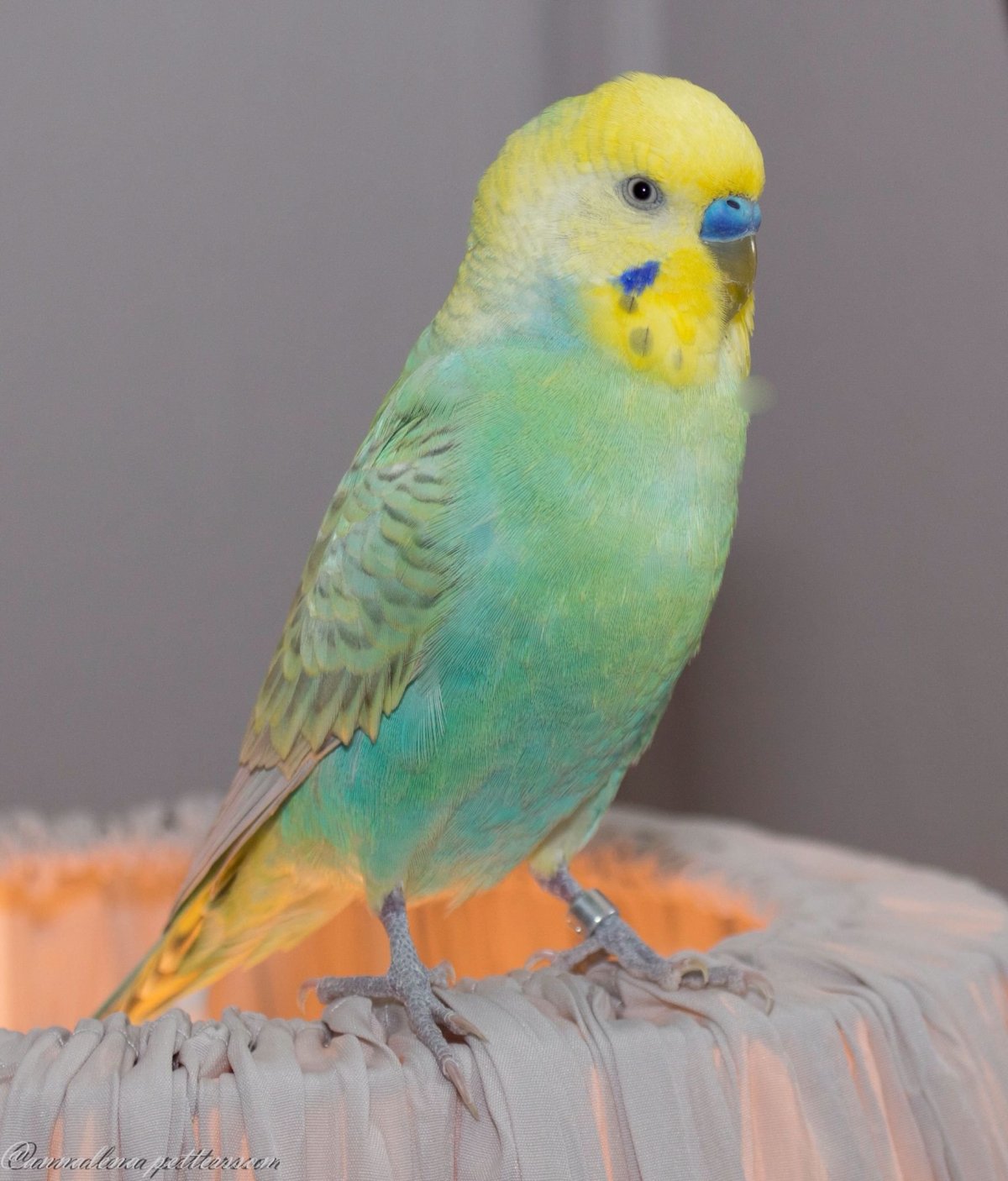 Волнистый попугайчик бельгийский