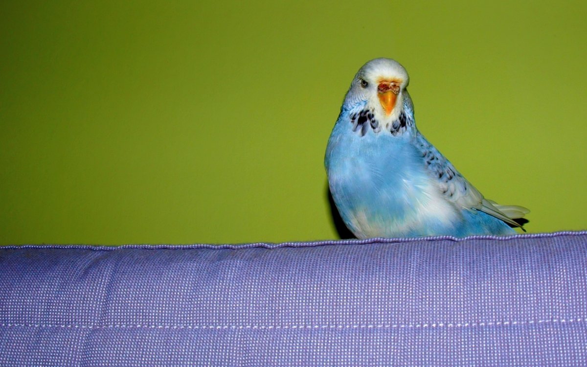 Волнистый попугай зеленый