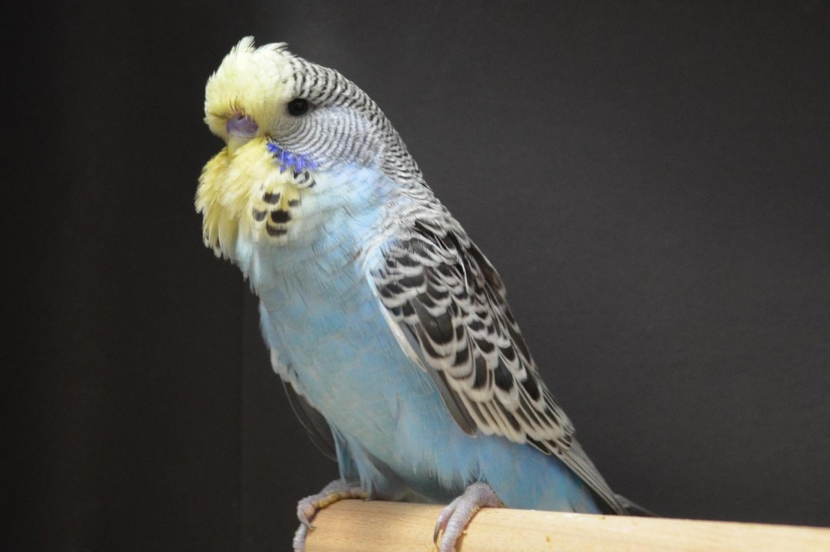 Попугаи волнистые попугайчики